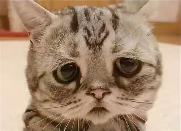 寿命较长的6种猫咪，养过的人都很幸运