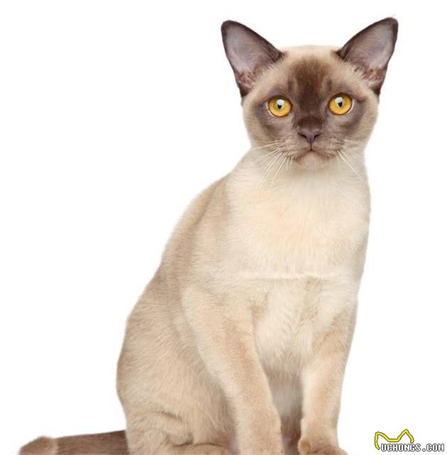 寿命较长的6种猫咪，养过的人都很幸运