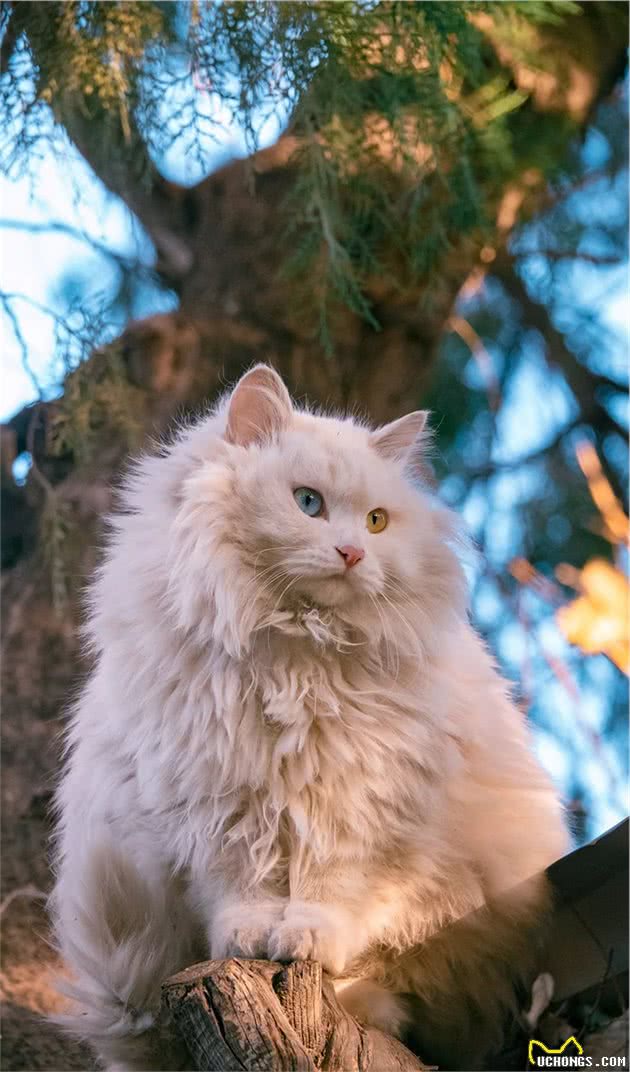 最不怕冷的猫咪排行榜来啦，居然还有只短毛猫