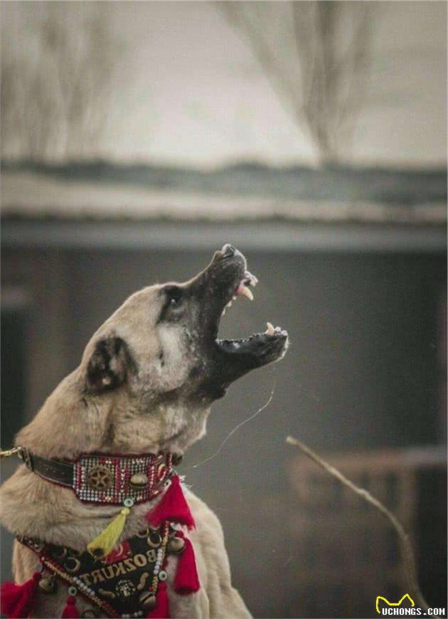 六种战斗力爆表的猛犬，最后一种让野兽闻风而逃