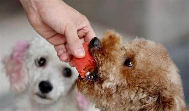 养泰迪犬，别随便喂这5种食物，因为你没得后悔