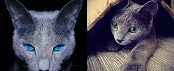 蓝猫不只是英短，这一种蓝猫一般人真的养不起，出了名的烧钱