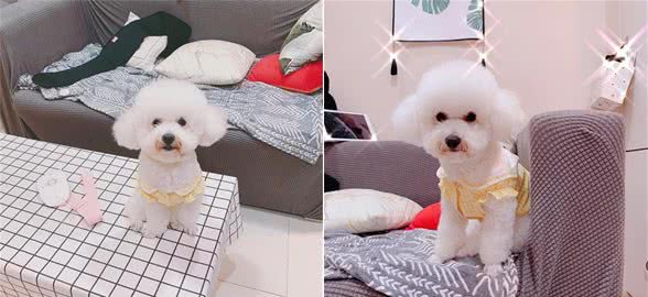 狗狗便秘只是因为没喝水？还有这四种原因，每一样都会让它不舒服