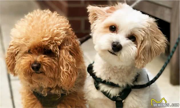 泰迪犬为什么爱咬主人？这几点心理因素，不容忽视