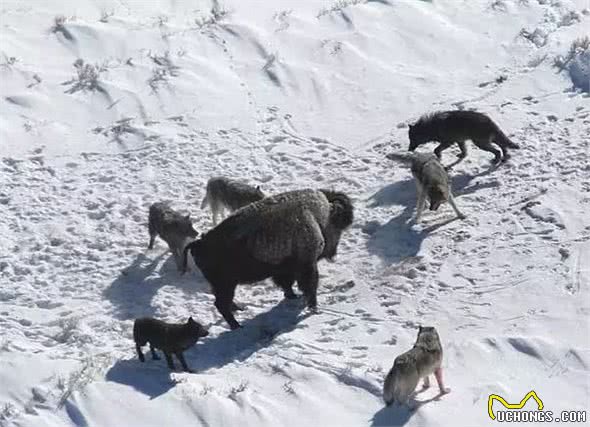 从远古犬科祖先到今天的家犬