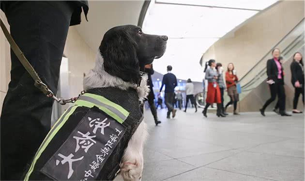 马犬为什么能取代德国牧羊犬，成为警犬中的主流？