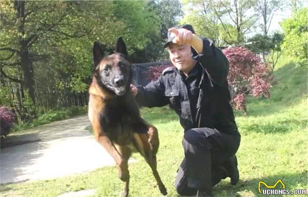 马犬为什么能取代德国牧羊犬，成为警犬中的主流？