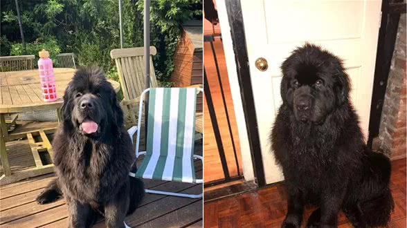 纽芬兰犬爱游泳，苦等1个半月等来游泳池…就这
