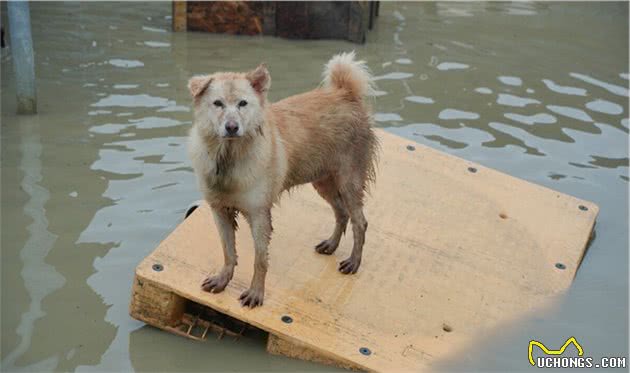 100多只狗狗被困在雨中，饲料泡水无地可去，成为无辜的灾民