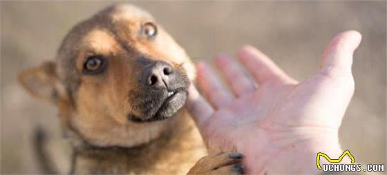 柴犬把家里弄得一团乱，主人生气准备好了葱姜蒜，要把它“炖了”