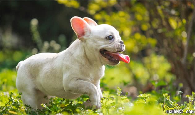 法国斗牛犬有这些特征，是在跟你“告别”