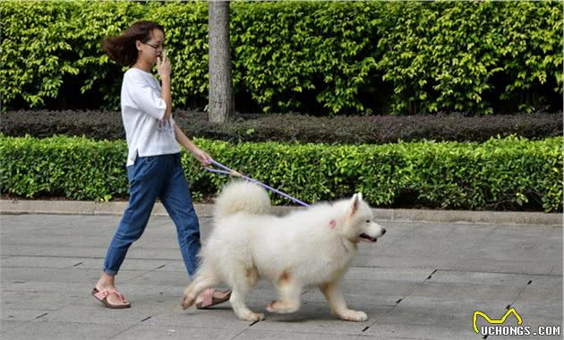 养宠物狗没错，但这4种行为却饱受人们的诟病，爱狗就请管好狗