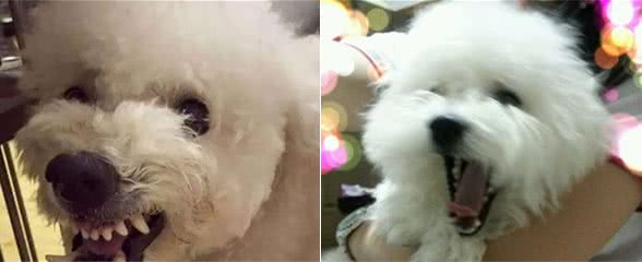 比熊犬的7个底线，如果你触碰了，再温顺也会咬你
