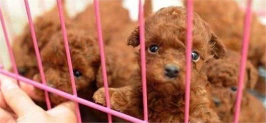 买泰迪犬，一定要避开这4个“缺陷”，因为不纯