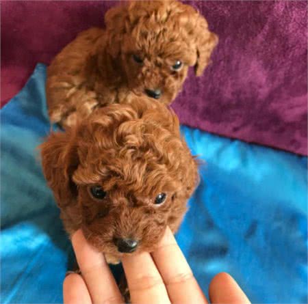 买泰迪犬，一定要避开这4个“缺陷”，因为不纯