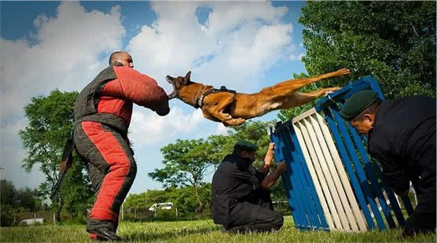 为什么在警犬面前，再铁血的悍匪都不堪一击？