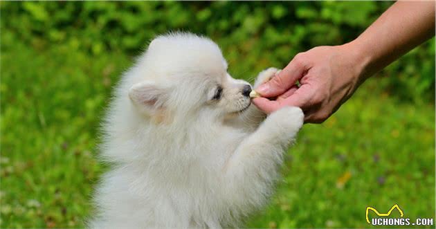 训犬师不给狗狗零食奖励它也听话，为什么主人不行？可能顺序错了