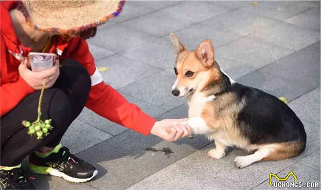 辟谣！狗狗犯错后会感到愧疚？其实只是演戏，主人应学会正确引导