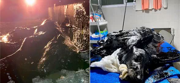 狗狗掉进焦油坑？被焦油黏得无法动弹，花9个小时清洗重获新生