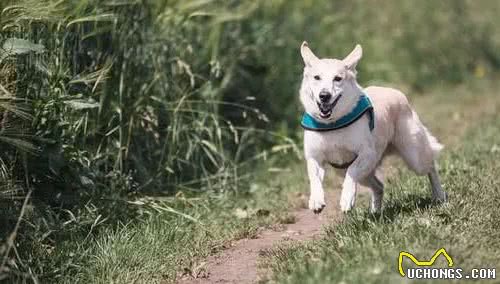 教你几招，让狗狗在出门前乖乖戴上项圈