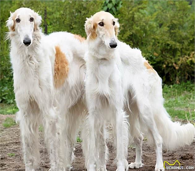 这些狗狗才是妥妥的大长腿，中国犬种也榜上有名