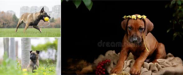 马犬幼犬有眼屎