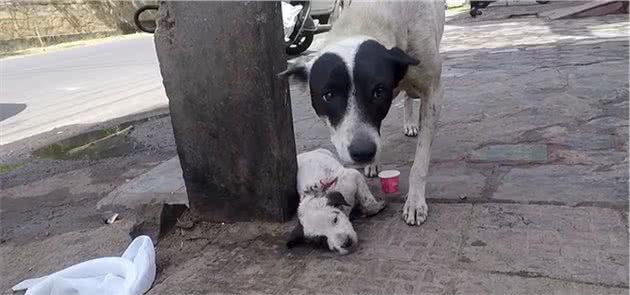 母犬当街嘶吼，脚下躺着奄奄一息的小奶狗，它在求救