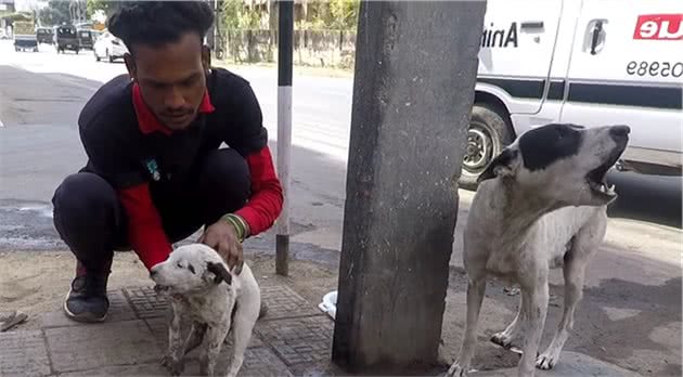 母犬当街嘶吼，脚下躺着奄奄一息的小奶狗，它在求救