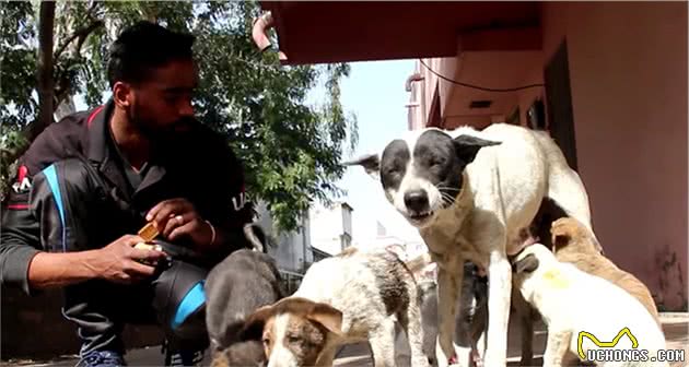 母犬当街嘶吼，脚下躺着奄奄一息的小奶狗，它在求救