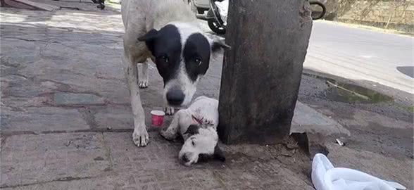 母犬当街嘶吼，脚下躺着奄奄一息的小奶狗，它在求救