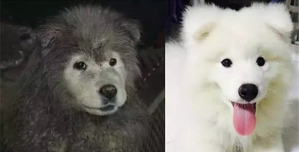 不听话的萨摩耶宝宝,可是会被主人塞进塑料袋带回家的!