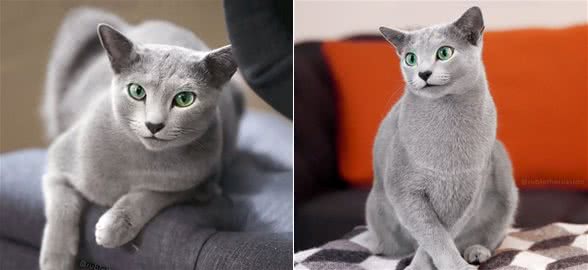 很会撩！帅气蓝猫面带微笑还眨眼网暴动：猫界彭于晏