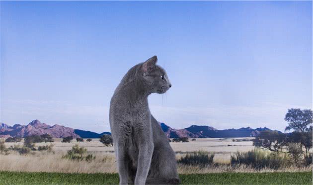 看起来雍容华贵的俄罗斯蓝猫，实则是黏人的小妖精