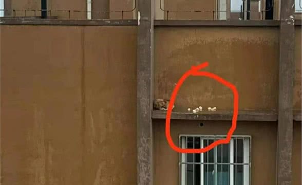“哮天犬”17楼悬空被困，动保人士雨夜施救