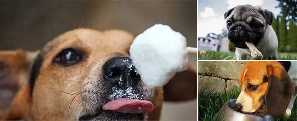 狗狗护食太厉害怎么办？教你一招搞定