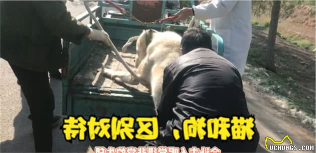 为什么人们对猫的容忍度那么高，而对狗却这么严厉残酷？