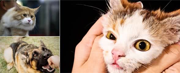 为什么人们对猫的容忍度那么高，而对狗却这么严厉残酷？