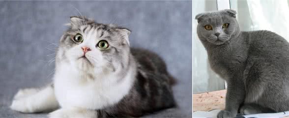苏格兰折耳猫，有着天生甜美的性格，高的颜值，而受到人们的热捧