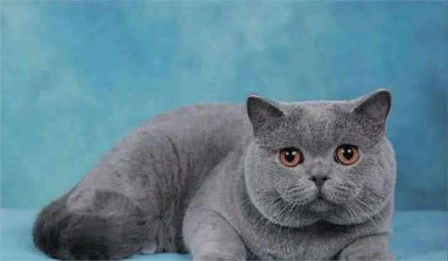 各个品种猫咪的价格，你知道吗？