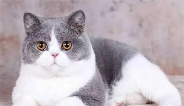 各个品种猫咪的价格，你知道吗？