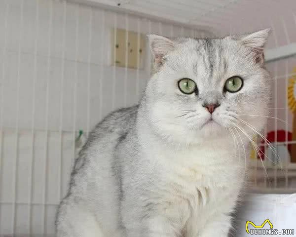 各个品种猫咪的价格，你知道吗？