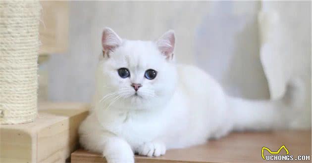 各个品种猫咪的价格，你知道吗？