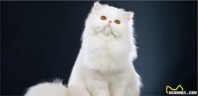 各个品种猫咪的价格，你知道吗？