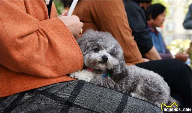 泰迪犬最喜欢睡的5个位置，怪不得不肯睡狗窝