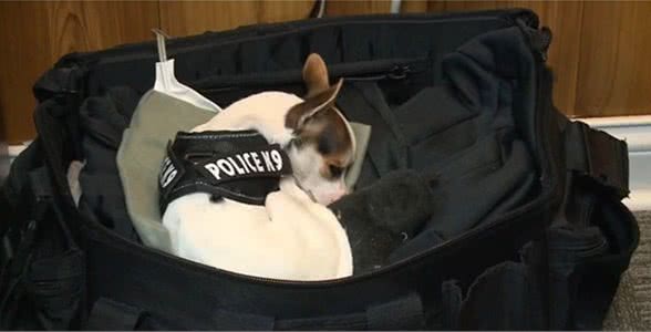国外训练吉娃娃做警犬，猛犬变萌犬，这是要萌死敌人吗？