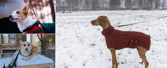 冬天到了，这些行为就是在伤害狗狗