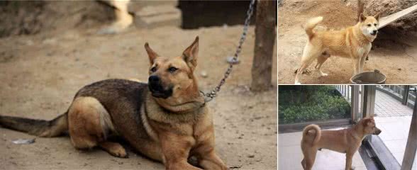 中华田园犬不吃筷子上的食物是自卑？不，这是它坚守的规矩