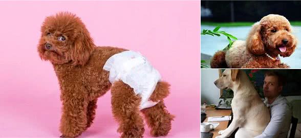 养狗不选“母犬”的四个原因，你后悔了吗？