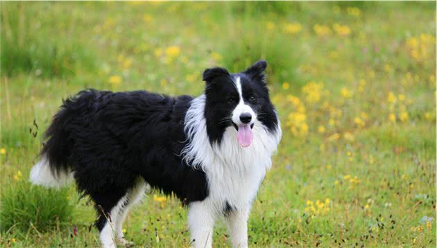 全世界智商最高的边境牧羊犬，你想养可得知道这些