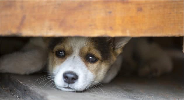 倔强的人不能养柴犬，懒人不能养边牧，你适合养什么狗？